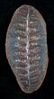 Small Fern Fossil From Mazon Creek #2149-1